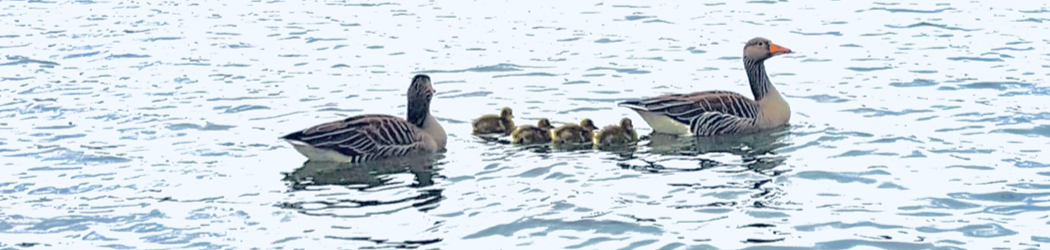 Header Erziehungsberatung