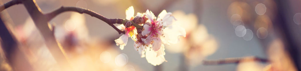 Header Geistig Behinderte