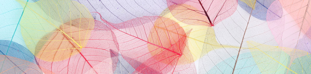 Header Trans*Beratung